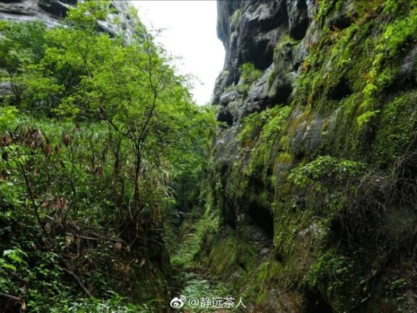 武夷巖茶的種類(lèi)